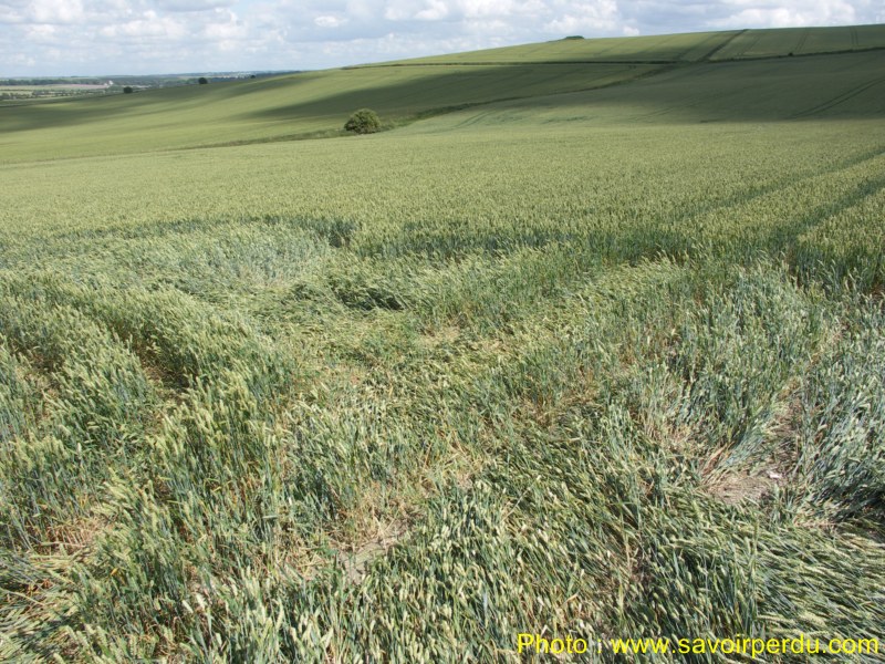 Charlbury Hill, Wiltshire crop circle, aerial photo 36