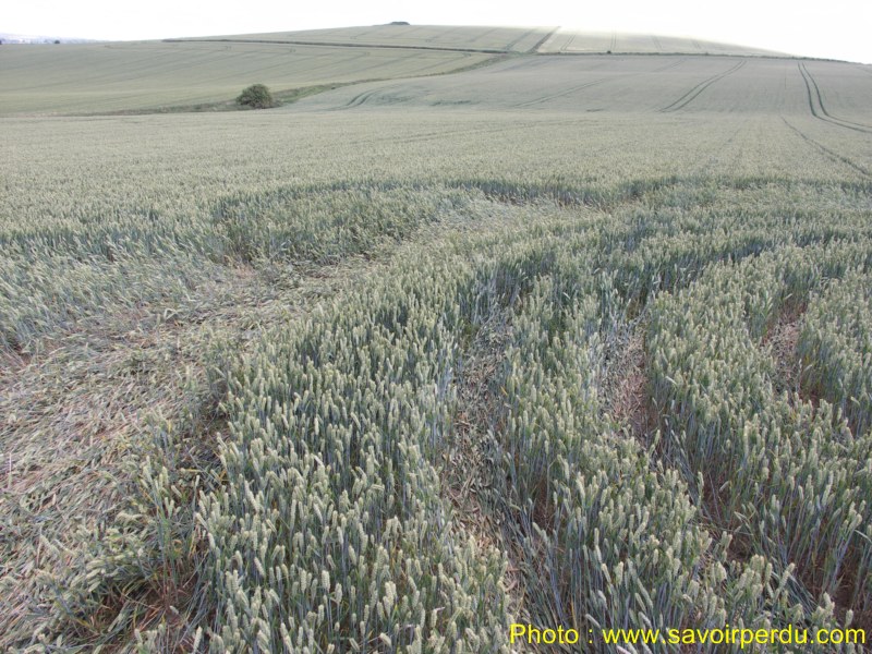 Charlbury Hill, Wiltshire crop circle, aerial photo 35