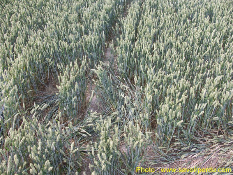 Charlbury Hill, Wiltshire crop circle, aerial photo 34