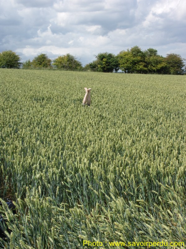 Charlbury Hill, Wiltshire crop circle, aerial photo 31