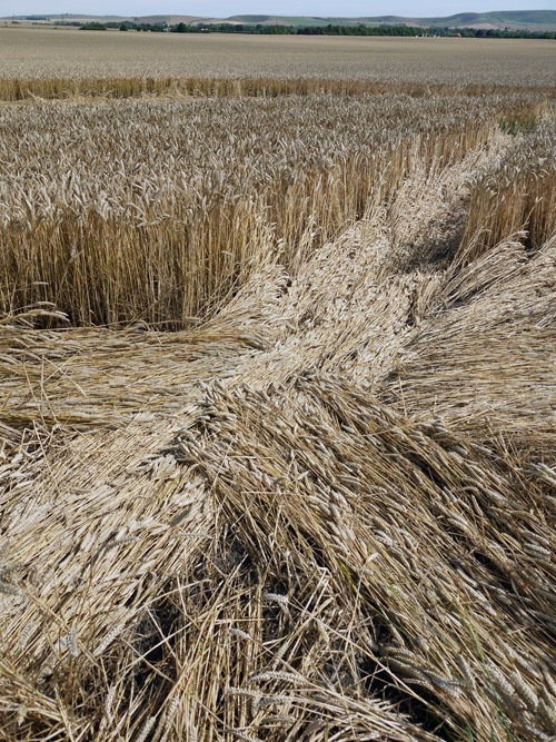 Etchilhampton, Wiltshire crop circle, aerial photo 57