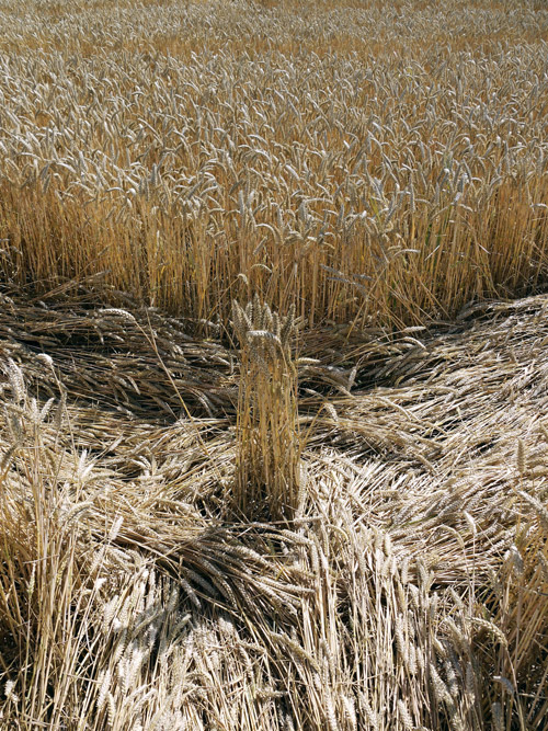 Etchilhampton, Wiltshire crop circle, aerial photo 55