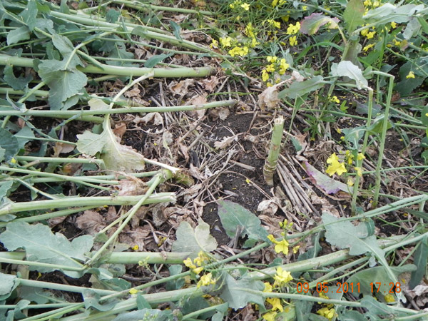 Hannington, Wiltshire crop circle, aerial photo 55