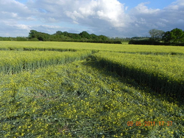 Hannington, Wiltshire crop circle, aerial photo 52