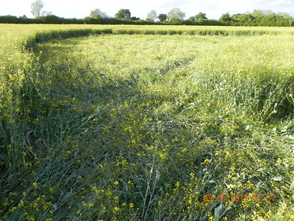 Hannington, Wiltshire crop circle, aerial photo 53