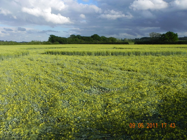 Hannington, Wiltshire crop circle, aerial photo 54