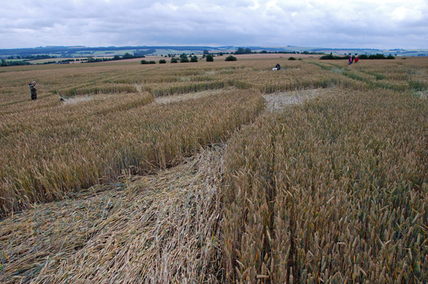 Overton Down, Wiltshire crop circle, ground photo 53