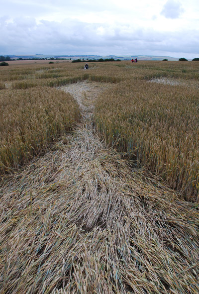 Overton Down, Wiltshire crop circle, ground photo 57