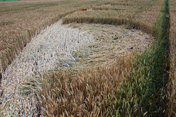 Overton Down, Wiltshire crop circle, ground photo 55