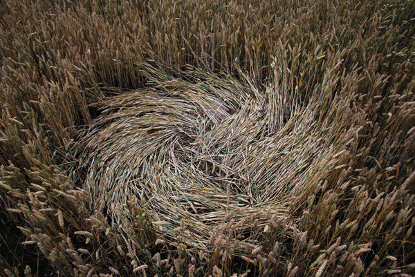 Overton Down, Wiltshire crop circle, ground photo 54