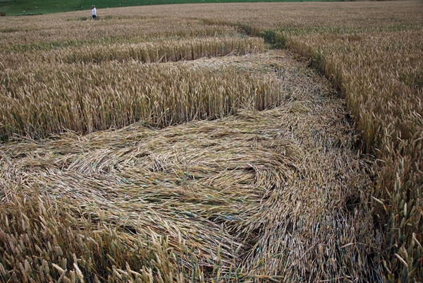 Overton Down, Wiltshire crop circle, ground photo 56