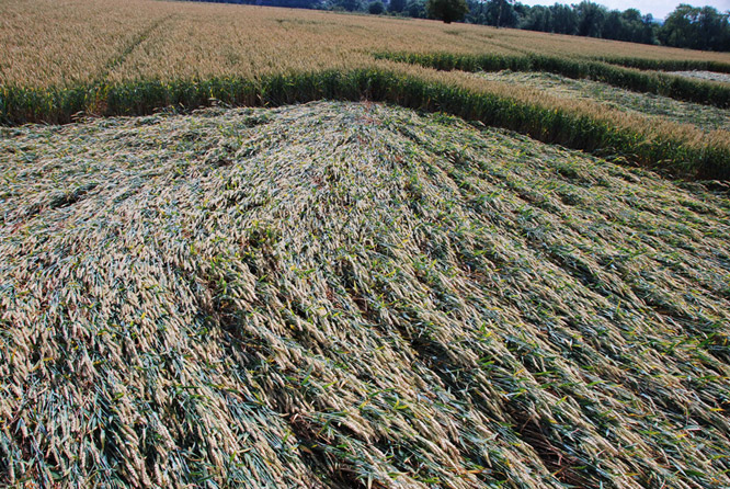 Stanton St Bernard (2), Wiltshire crop circle, ground photo 27