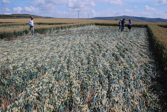 Stanton St Bernard (2), Wiltshire crop circle, ground photo 28