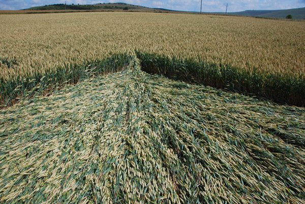 Stanton St Bernard (2), Wiltshire crop circle, ground photo 29