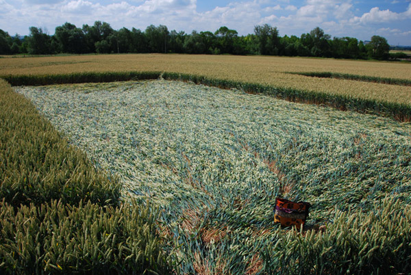 Stanton St Bernard (2), Wiltshire crop circle, ground photo 30