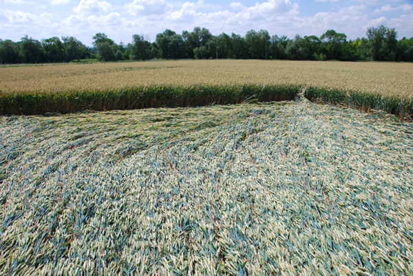 Stanton St Bernard (2), Wiltshire crop circle, ground photo 31