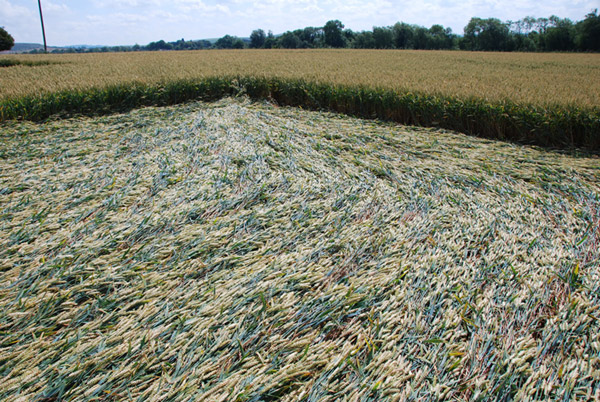 Stanton St Bernard (2), Wiltshire crop circle, ground photo 32