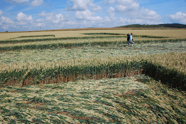 Stanton St Bernard (2), Wiltshire crop circle, ground photo 33