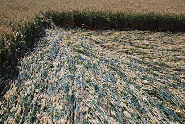 Stanton St Bernard (2), Wiltshire crop circle, ground photo 34