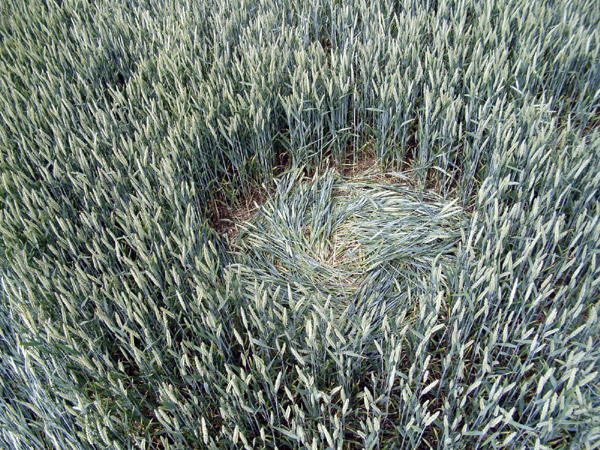 Westwoods, Wiltshire crop circle, aerial photo 32