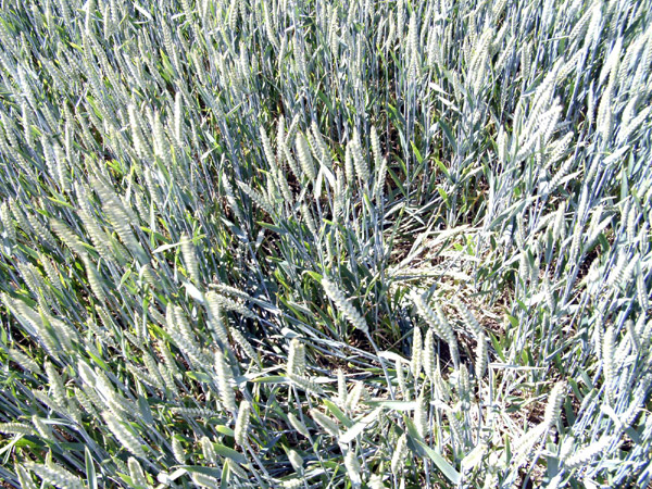 Westwoods, Wiltshire crop circle, aerial photo 33