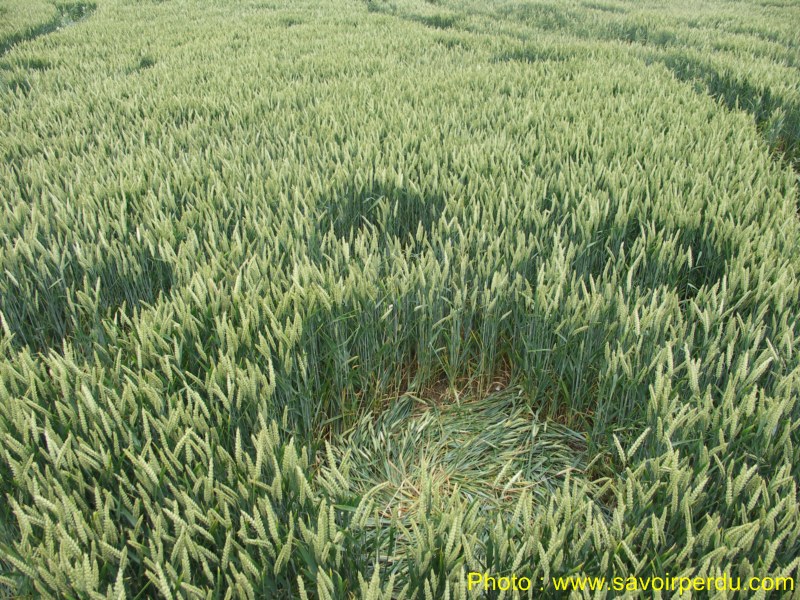 Westwoods, Wiltshire crop circle, aerial photo 68