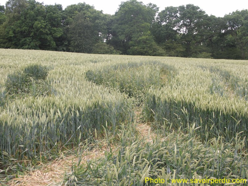 Westwoods, Wiltshire crop circle, aerial photo 67