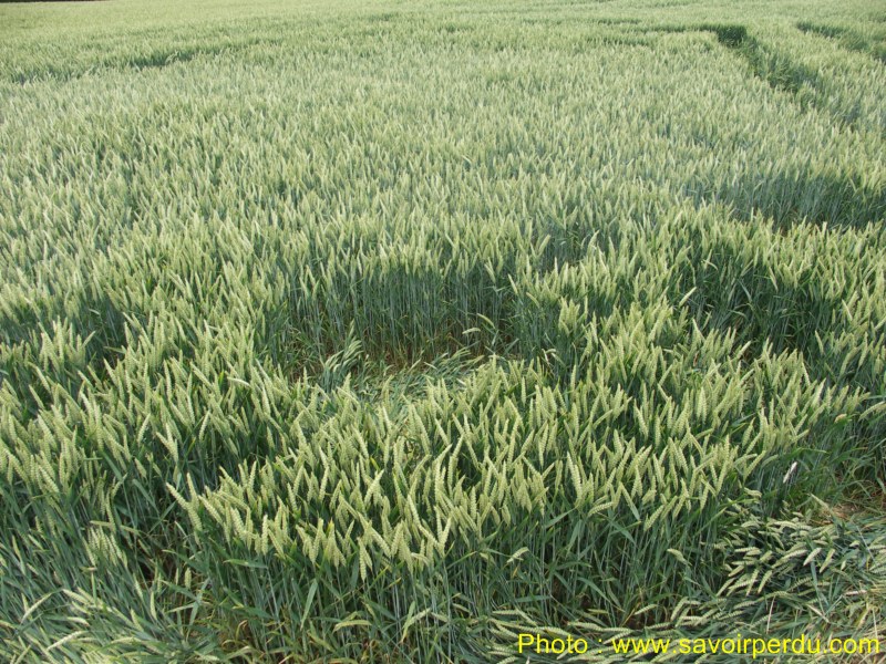 Westwoods, Wiltshire crop circle, aerial photo 65