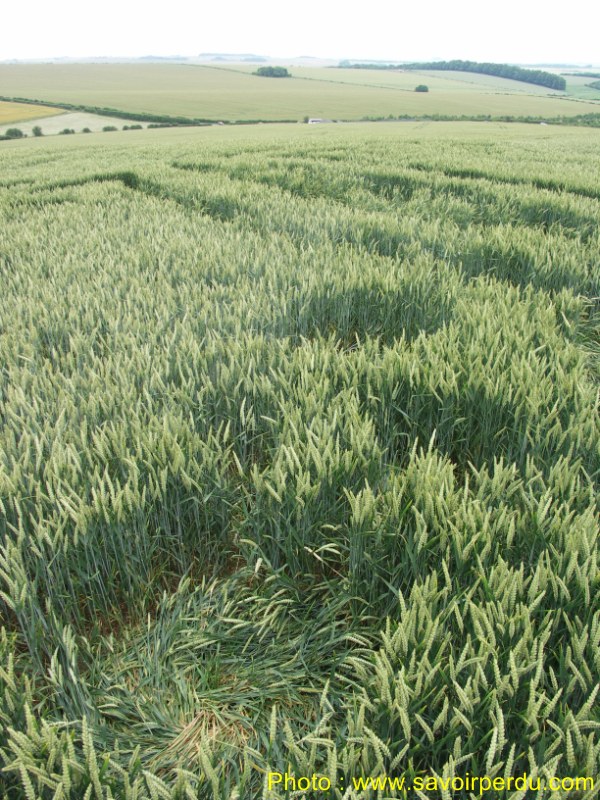Westwoods, Wiltshire crop circle, aerial photo 64