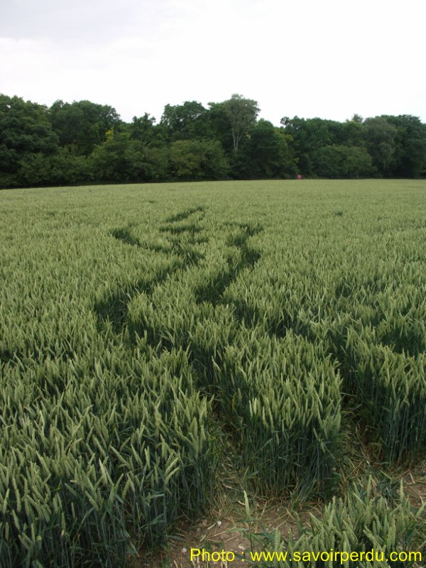 Westwoods, Wiltshire crop circle, aerial photo 62