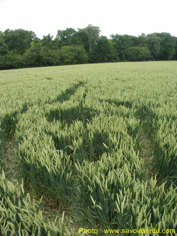 Westwoods, Wiltshire crop circle, aerial photo 61
