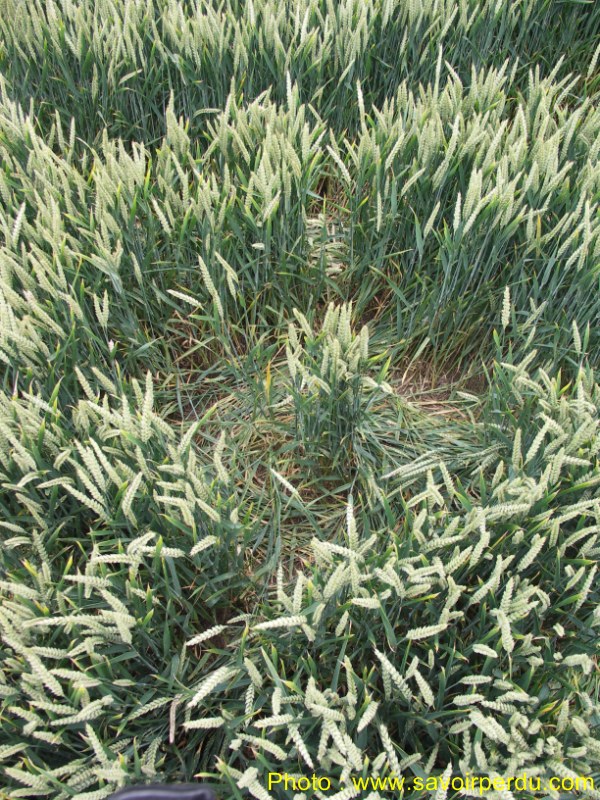 Westwoods, Wiltshire crop circle, aerial photo 60