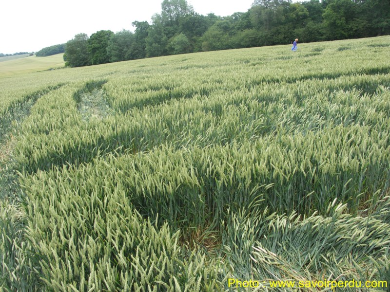 Westwoods, Wiltshire crop circle, aerial photo 59