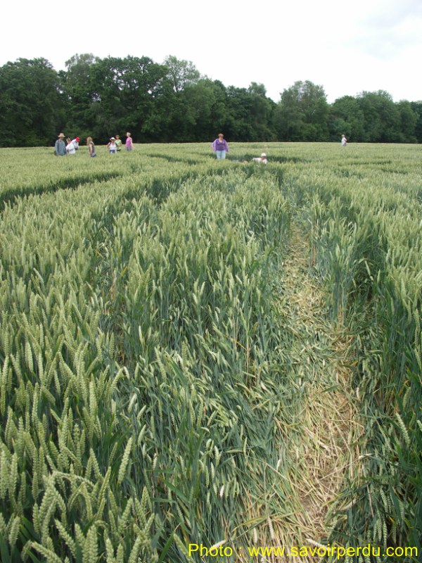 Westwoods, Wiltshire crop circle, aerial photo 58