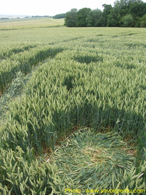 Westwoods, Wiltshire crop circle, aerial photo 57
