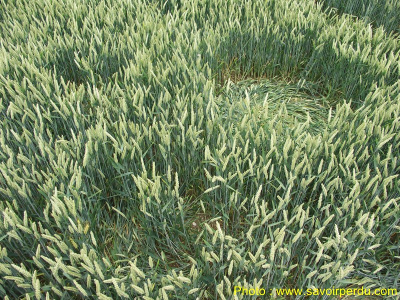 Westwoods, Wiltshire crop circle, aerial photo 55