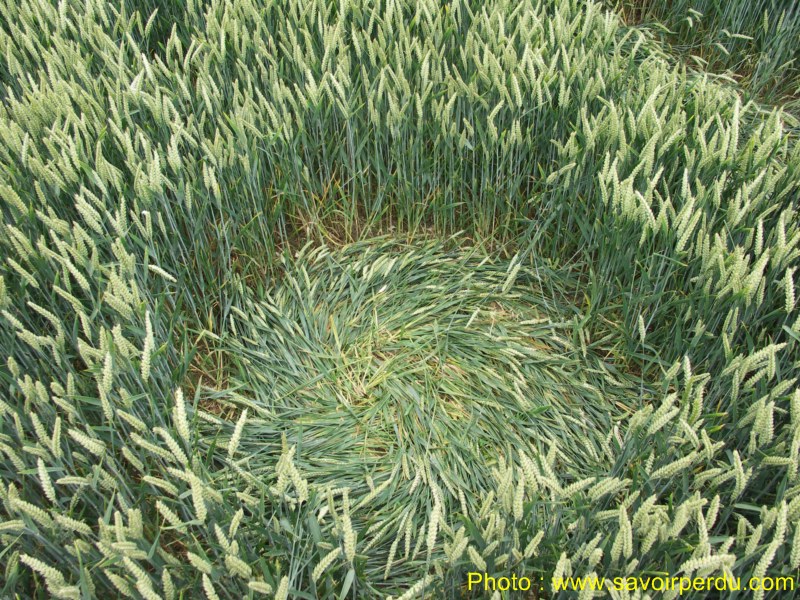 Westwoods, Wiltshire crop circle, aerial photo 54