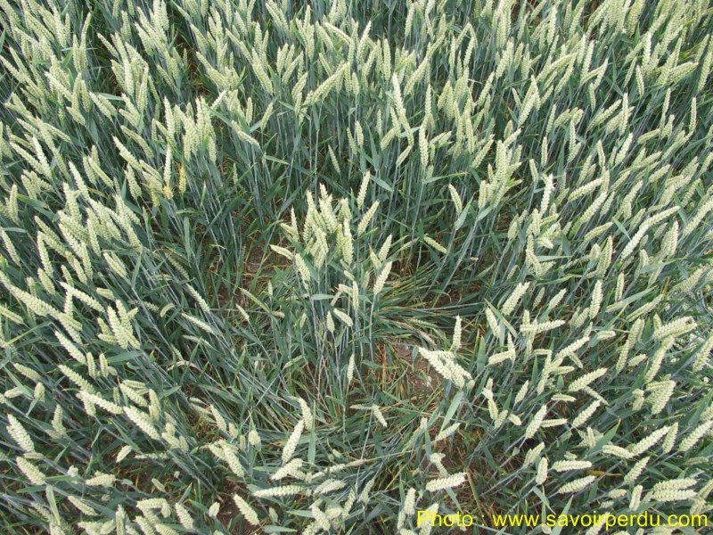 Westwoods, Wiltshire crop circle, aerial photo 53