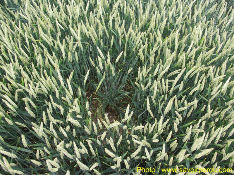 Westwoods, Wiltshire crop circle, aerial photo 52