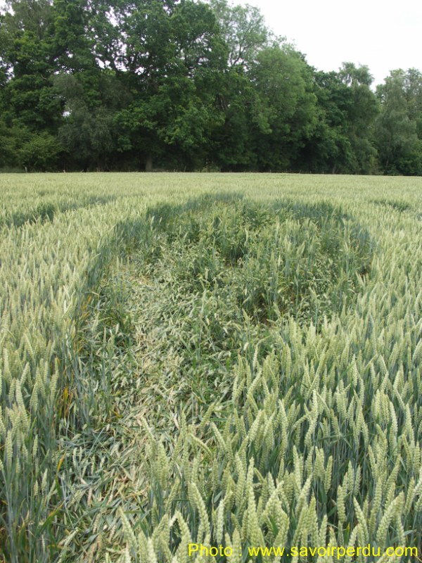 Westwoods, Wiltshire crop circle, aerial photo 51