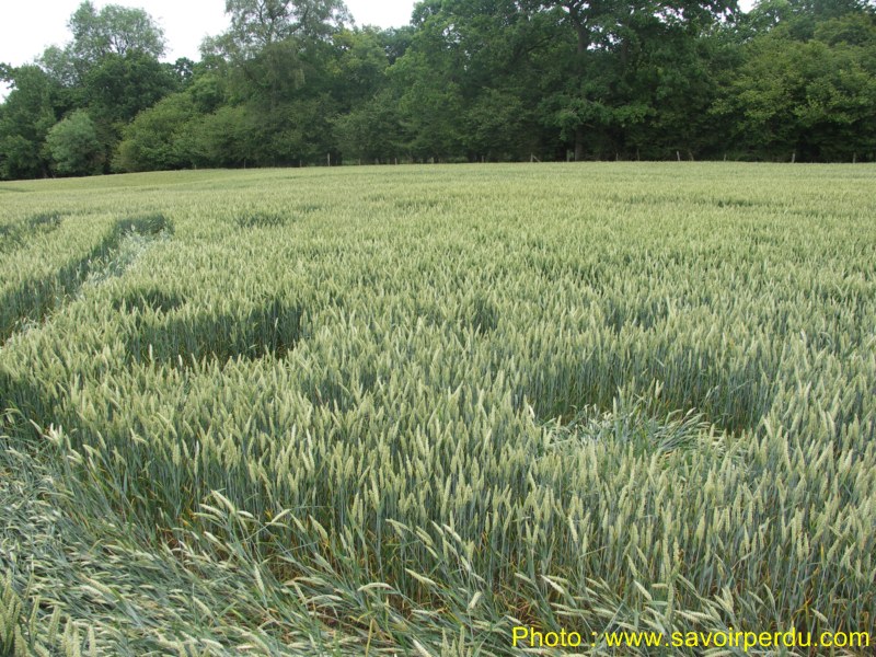 Westwoods, Wiltshire crop circle, aerial photo 50