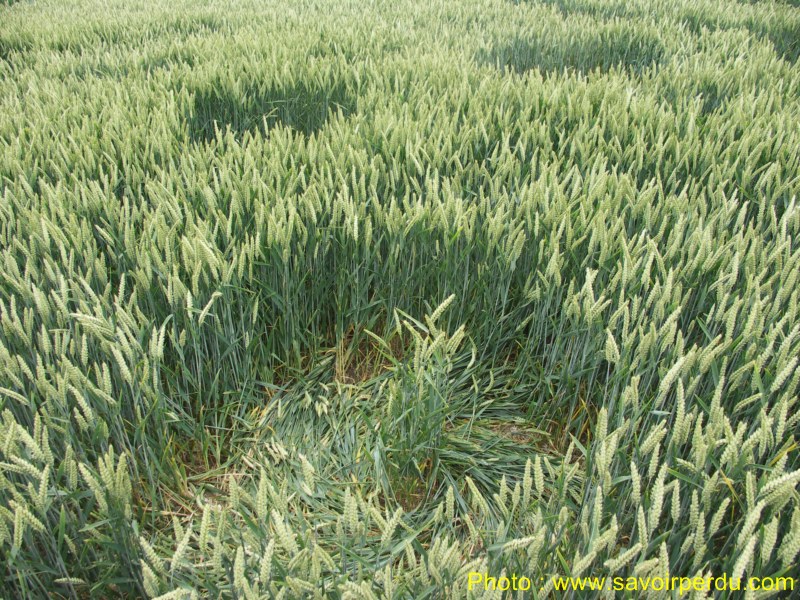 Westwoods, Wiltshire crop circle, aerial photo 46