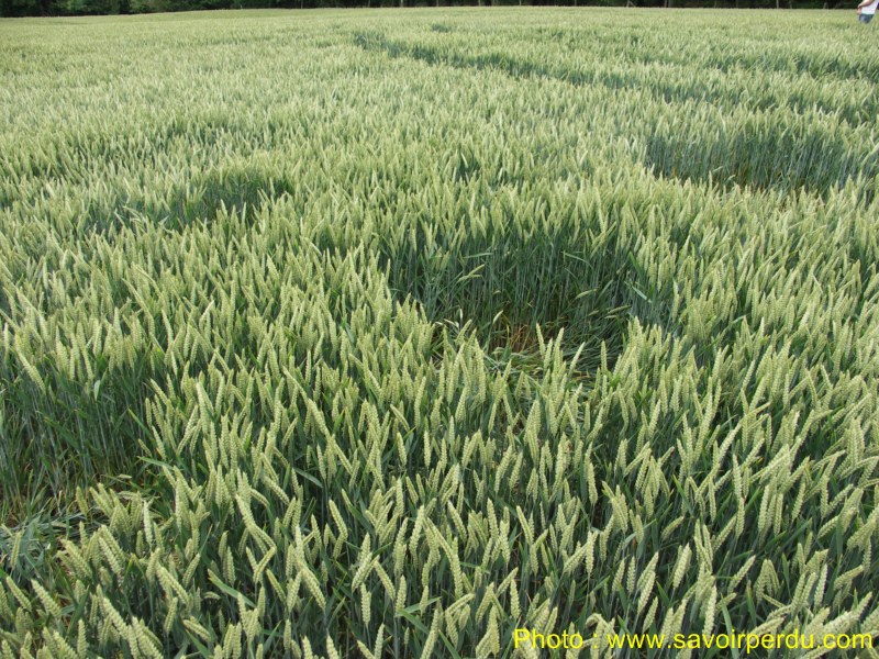 Westwoods, Wiltshire crop circle, aerial photo 45