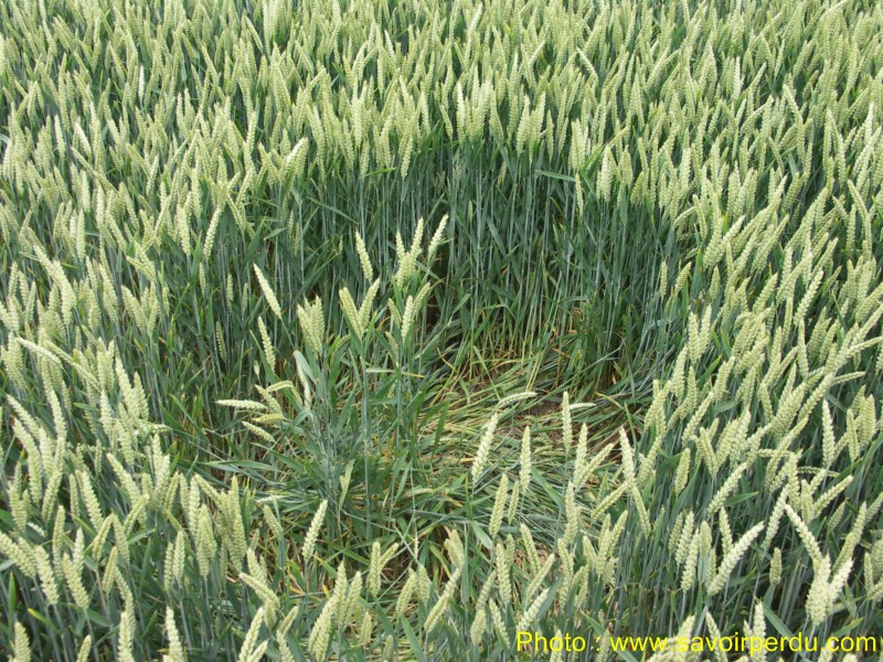 Westwoods, Wiltshire crop circle, aerial photo 43