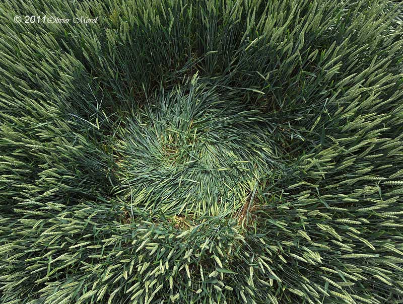 Westwoods, Wiltshire crop circle, aerial photo 27