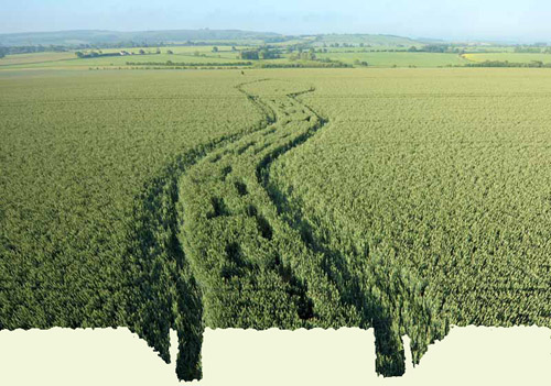 Wilton Windmill, Wiltshire crop circle, aerial photo 6