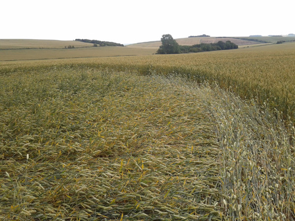 Charlbury Hill (2), Wiltshire crop circle, aerial photo 23