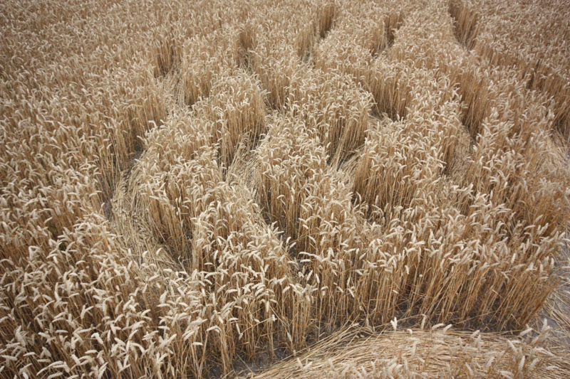 Cherhill White Horse, Wiltshire crop circle, aerial photo 43