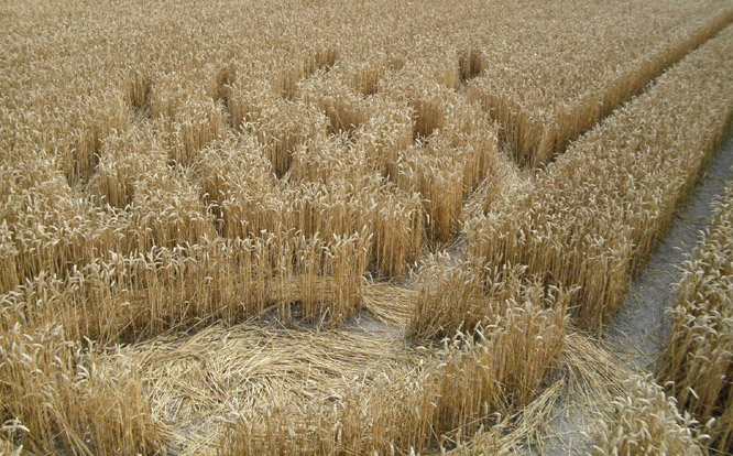 Cherhill White Horse, Wiltshire crop circle, aerial photo 28