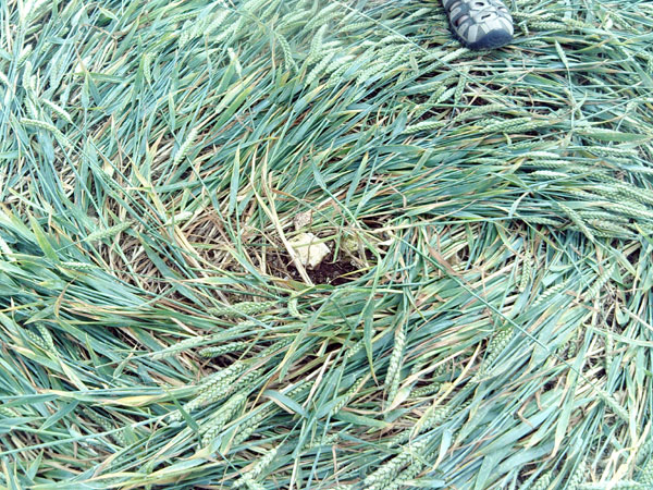 Fonthill Down, Wiltshire crop circle, aerial photo 22